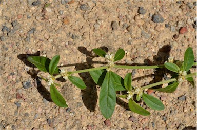 APII jpeg image of Alternanthera ficoidea  © contact APII