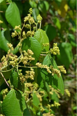 APII jpeg image of Macaranga involucrata  © contact APII