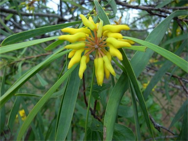 APII jpeg image of Persoonia falcata  © contact APII