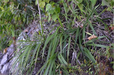 APII jpeg image of Dianella caerulea var. vannata  © contact APII