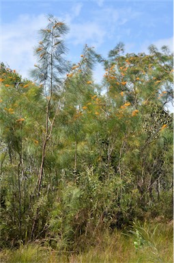 APII jpeg image of Grevillea pteridifolia  © contact APII