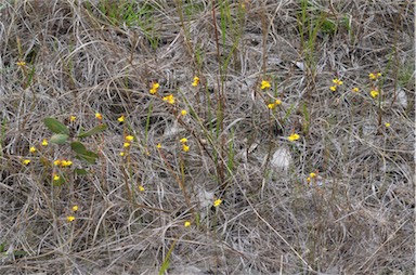 APII jpeg image of Utricularia chrysantha  © contact APII