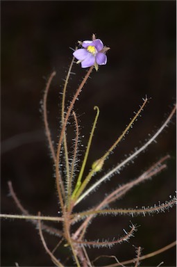 APII jpeg image of Byblis liniflora  © contact APII