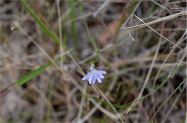 APII jpeg image of Lechenaultia filiformis  © contact APII