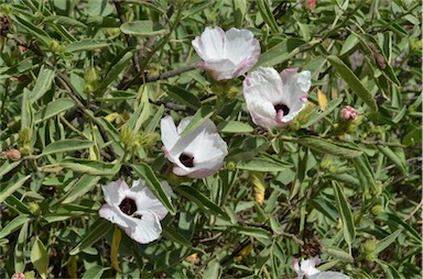 APII jpeg image of Hibiscus divaricatus  © contact APII