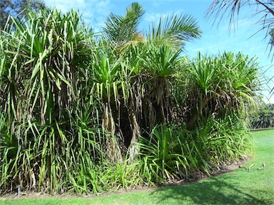 APII jpeg image of Pandanus aquaticus  © contact APII