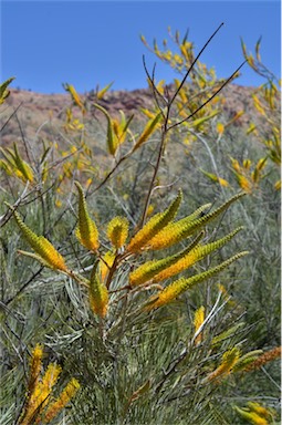 APII jpeg image of Grevillea eriostachya  © contact APII