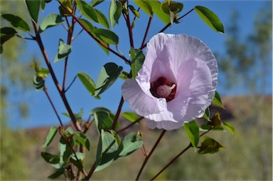 APII jpeg image of Gossypium sturtianum  © contact APII