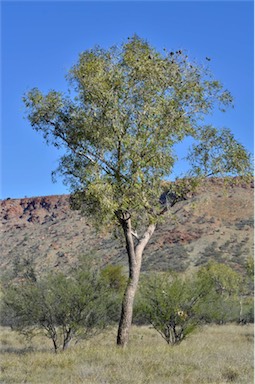 APII jpeg image of Corymbia opaca  © contact APII