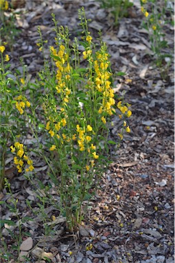 APII jpeg image of Crotalaria eremaea  © contact APII