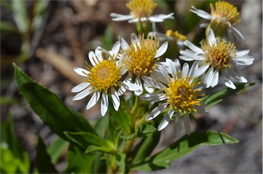 APII jpeg image of Olearia ferresii  © contact APII