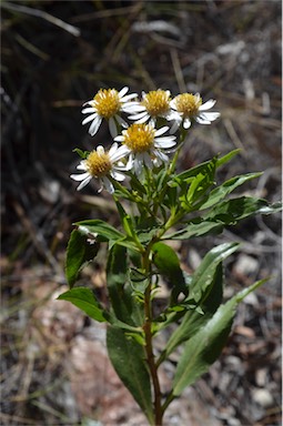 APII jpeg image of Olearia ferresii  © contact APII