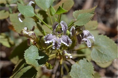 APII jpeg image of Goodenia grandiflora  © contact APII