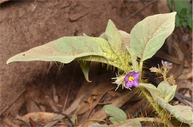 APII jpeg image of Solanum aridicola  © contact APII