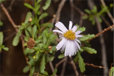 APII jpeg image of Olearia stuartii  © contact APII