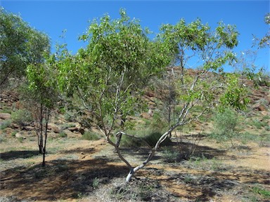 APII jpeg image of Eucalyptus lucens  © contact APII