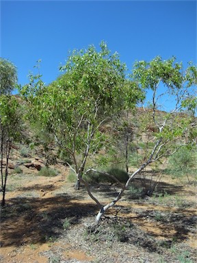 APII jpeg image of Eucalyptus lucens  © contact APII