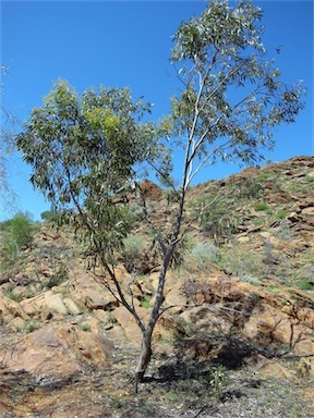 APII jpeg image of Eucalyptus lucens  © contact APII