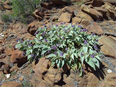 APII jpeg image of Solanum quadriloculatum  © contact APII