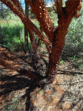 APII jpeg image of Acacia cyperophylla  © contact APII