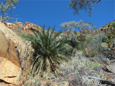 APII jpeg image of Macrozamia macdonnellii  © contact APII