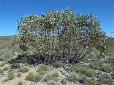 APII jpeg image of Eucalyptus socialis  © contact APII