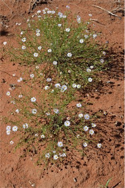 APII jpeg image of Brachyscome ciliaris var. lanuginosa  © contact APII