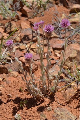 APII jpeg image of Ptilotus helipteroides  © contact APII