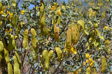 APII jpeg image of Senna artemisioides subsp. helmsii  © contact APII