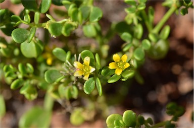 APII jpeg image of Zygophyllum eichleri  © contact APII