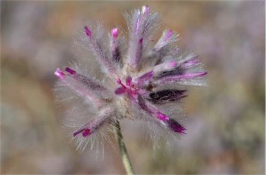 APII jpeg image of Ptilotus sessilifolius  © contact APII