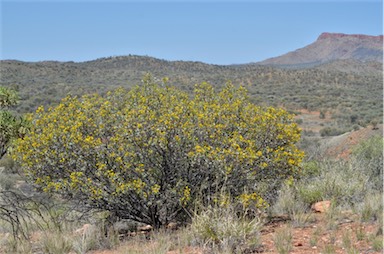 APII jpeg image of Senna artemisioides subsp. alicia  © contact APII