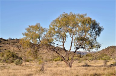 APII jpeg image of Acacia estrophiolata  © contact APII