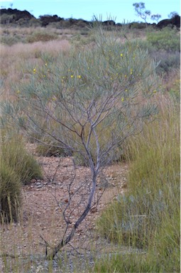 APII jpeg image of Acacia murrayana  © contact APII