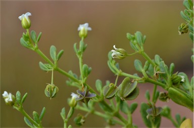 APII jpeg image of Zygophyllum tesquorum  © contact APII