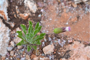 APII jpeg image of Ixiochlamys cuneifolia  © contact APII