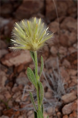 APII jpeg image of Ptilotus clementii  © contact APII