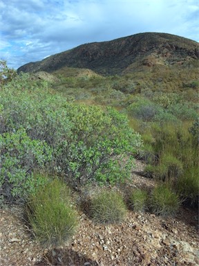 APII jpeg image of Acacia bivenosa  © contact APII