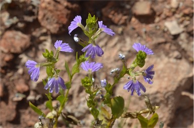 APII jpeg image of Scaevola glabrata  © contact APII