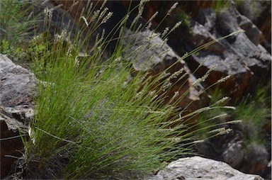 APII jpeg image of Neurachne tenuifolia  © contact APII