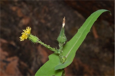 APII jpeg image of Sonchus oleraceus  © contact APII