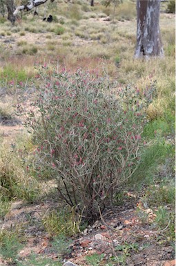 APII jpeg image of Indigofera basedowii  © contact APII