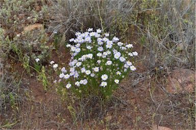 APII jpeg image of Minuria leptophylla  © contact APII