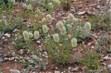 APII jpeg image of Ptilotus clementii  © contact APII