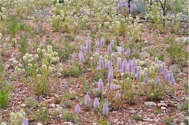 APII jpeg image of Ptilotus nobilis  © contact APII