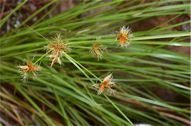 APII jpeg image of Cyperus centralis  © contact APII