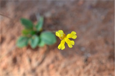 APII jpeg image of Goodenia gibbosa  © contact APII