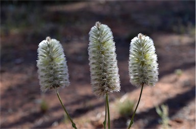 APII jpeg image of Ptilotus nobilis  © contact APII