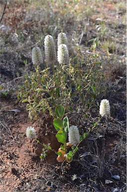 APII jpeg image of Ptilotus nobilis  © contact APII