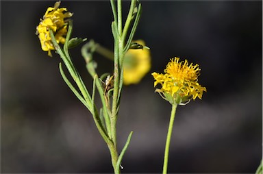 APII jpeg image of Leucochrysum stipitatum  © contact APII